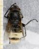Pollenia sp.